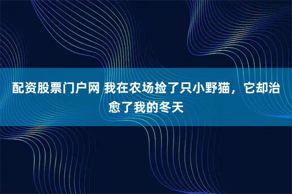 配资股票门户网 我在农场捡了只小野猫，它却治愈了我的冬天